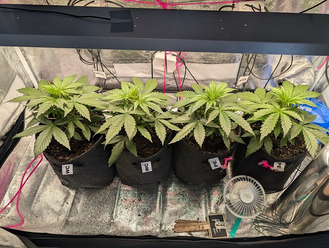 IMG_20250317_135136_371