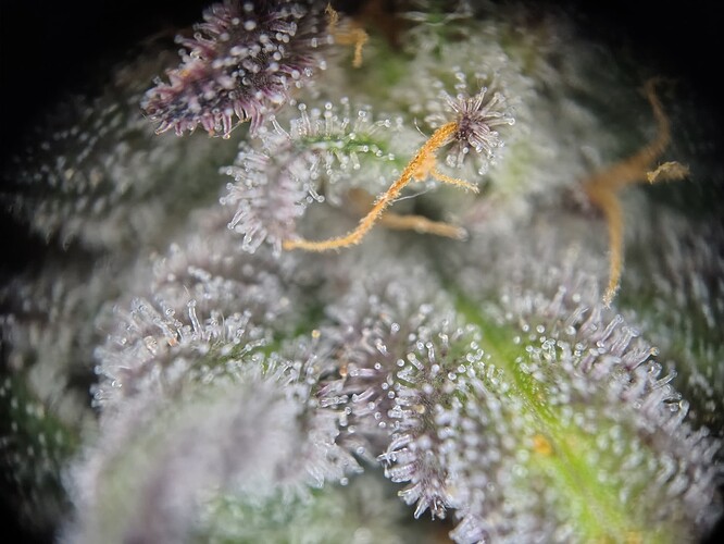 IMG_20250125_230133884_HDR