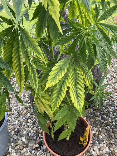 Pflanze 1 Special Kush.HEIC