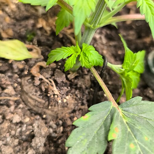 IMG_20241115_141307
