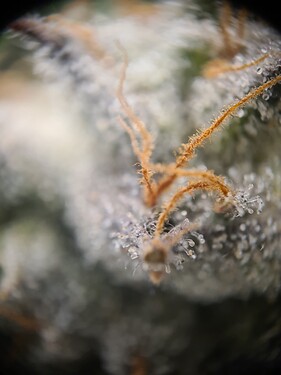 Growreport Bild 7