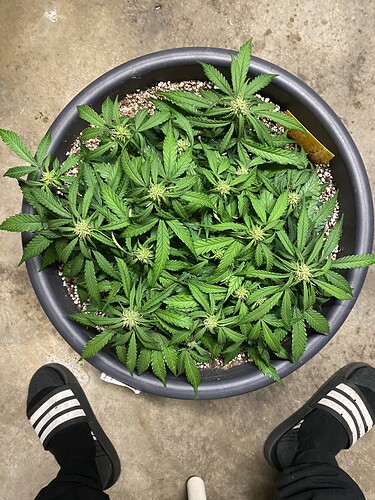 Growreport Bild 8