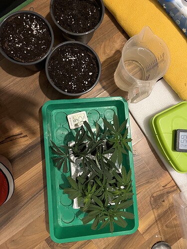 Growreport Bild 26