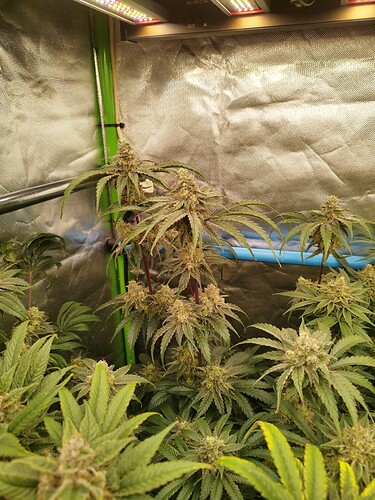 Growreport Bild 29