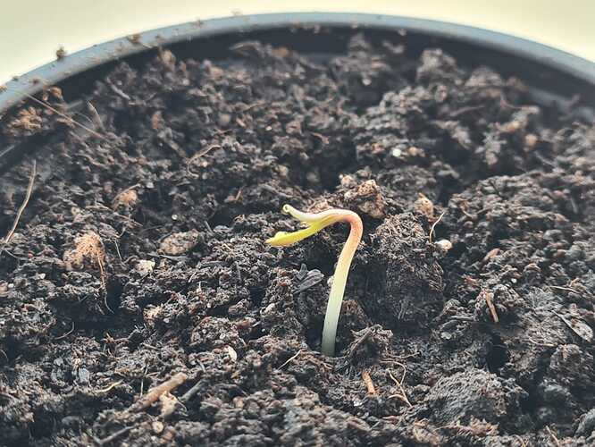 Growreport Bild 3
