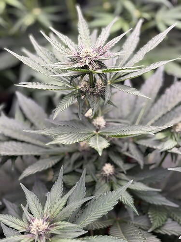 Growreport Bild 23