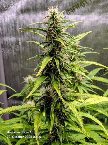 Growreport Bild 17