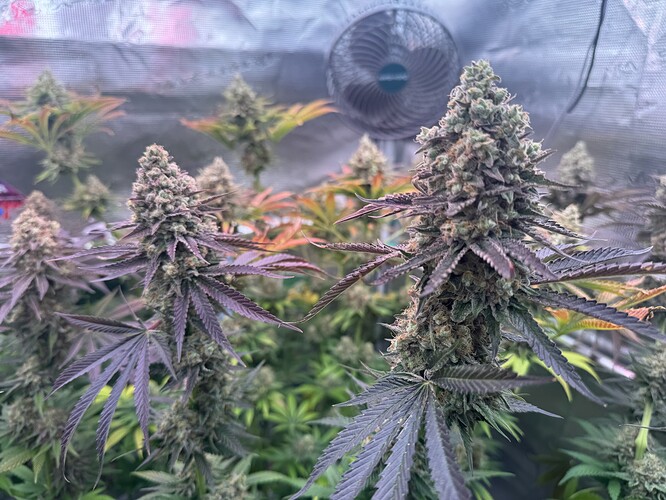 Growreport Bild 48