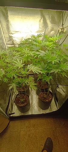 Growreport Bild 2