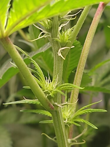 Growreport Bild 30