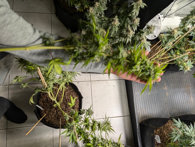 Growreport Bild 17