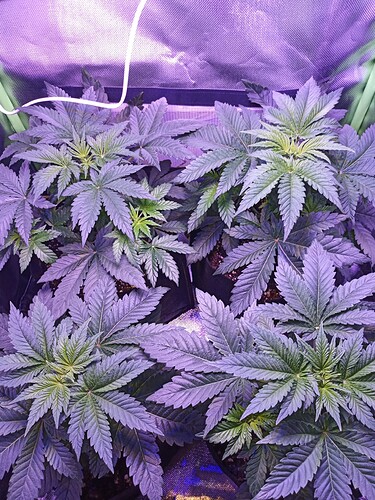 IMG_20240312_102002_798