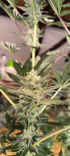 Growreport Bild 2