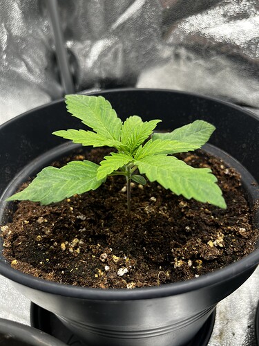 Growreport Bild 5