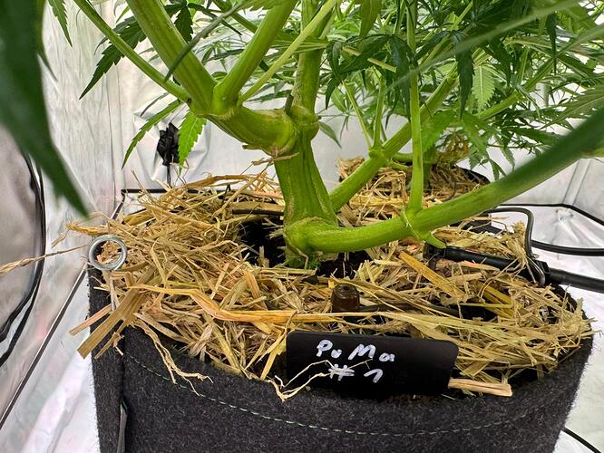 Growreport Bild 6