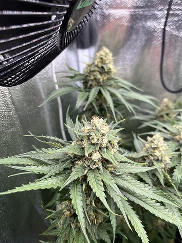 Growreport Bild 4