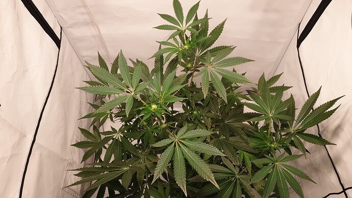 Growreport Bild 4
