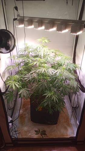 Growreport Bild 3