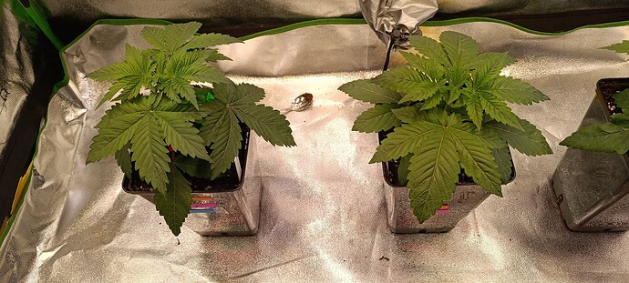 Growreport Bild 2
