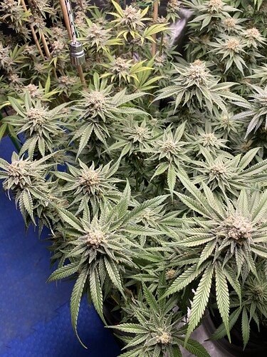 Growreport Bild 10