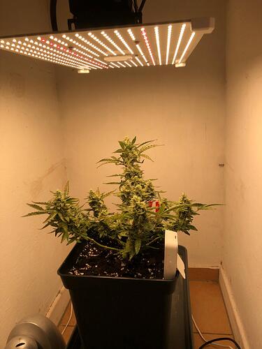 Growreport Bild 3