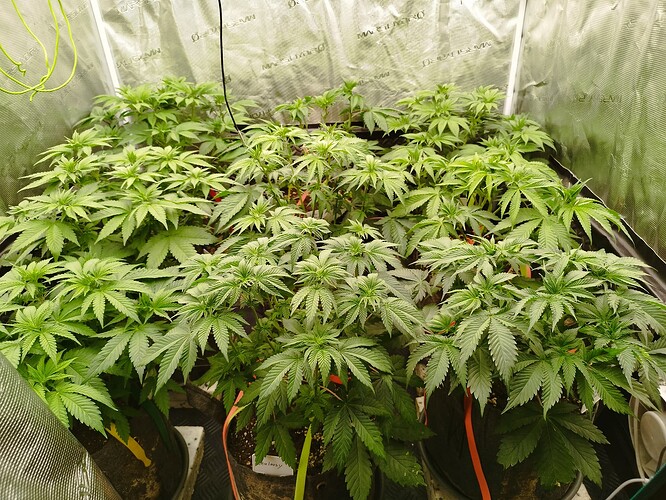 Growreport Bild 9