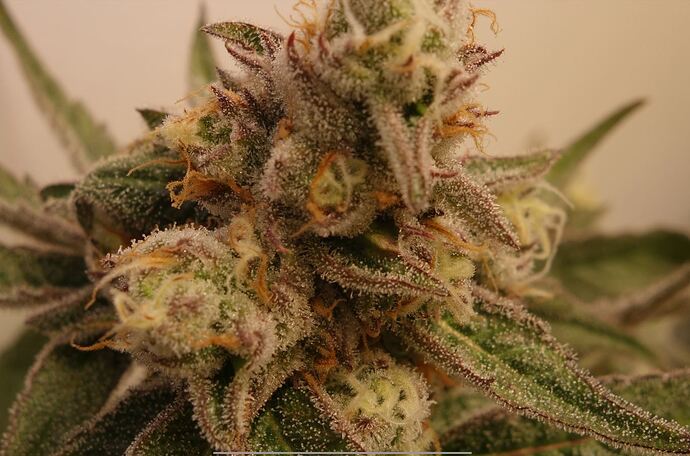 Growreport Bild 5