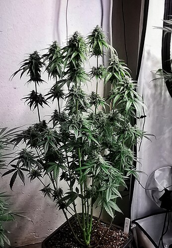 Growreport Bild 8