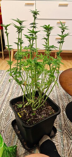Growreport Bild 5