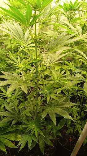 Growreport Bild 21