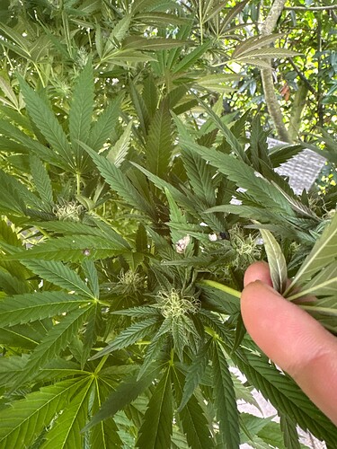 Growreport Bild 7