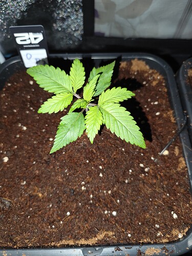 Growreport Bild 7
