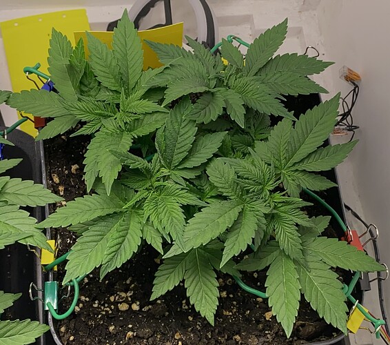 Growreport Bild 47