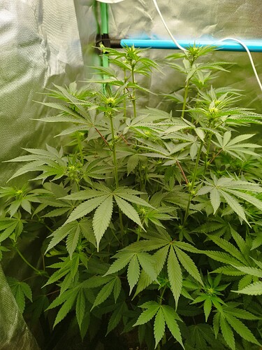 Growreport Bild 2