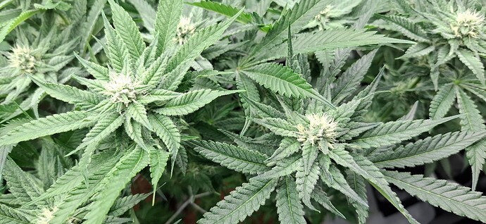 Growreport Bild 4