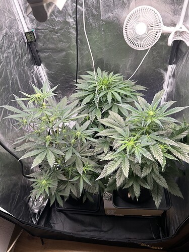 Growreport Bild 4