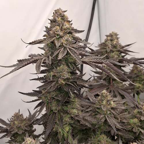 Growreport Bild 39