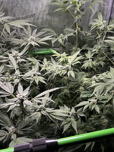 Growreport Bild 4