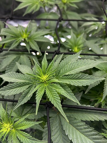 Growreport Bild 10