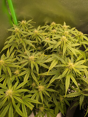 Growreport Bild 5