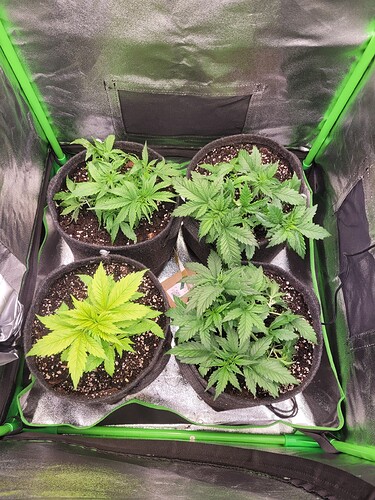Growreport Bild 1