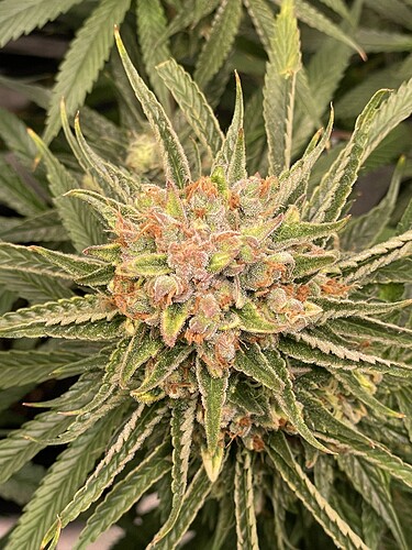 Growreport Bild 7