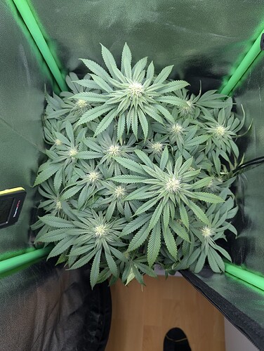 PXL_20241020_164602507