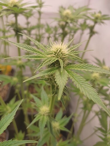 Growreport Bild 25