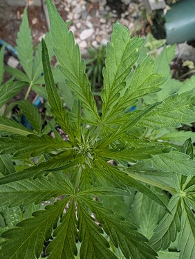 PXL_20250706_053112263