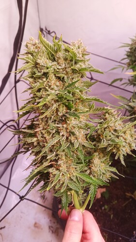 Growreport Bild 4