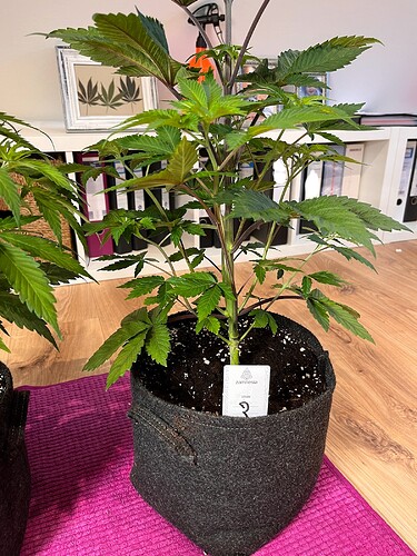 Growreport Bild 5