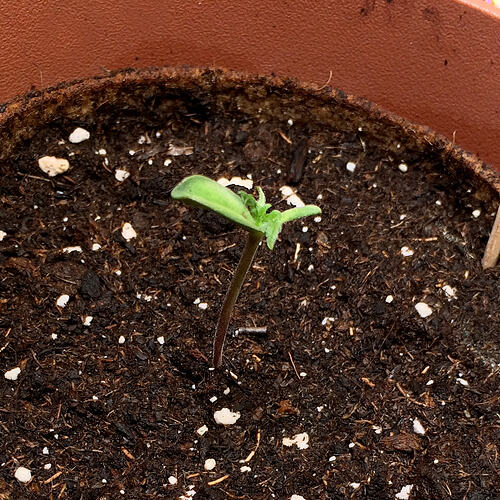 Grow26071101