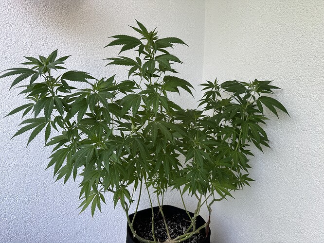 Growreport Bild 1