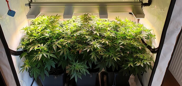 Growreport Bild 4